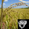Rice origins and cultural history