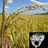 img_Rice origins and cultural history