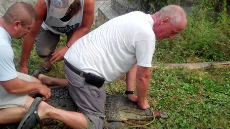 Saving Crocodiles with the Wildlife Emergency Response Team (WERT) and the American Crocodile Education Sanctuary (ACES) in Belize | Belize in Photos and Videos | Scoop.it