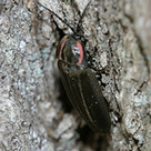 Firefly Watch Update - Museum of Science | Ireland Travel | Scoop.it