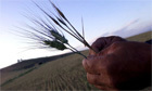 Are you convinced that GM food is both safe and beneficial? | YOUR FOOD, YOUR HEALTH: Latest on BiotechFood, GMOs, Pesticides, Chemicals, CAFOs, Industrial Food | Scoop.it