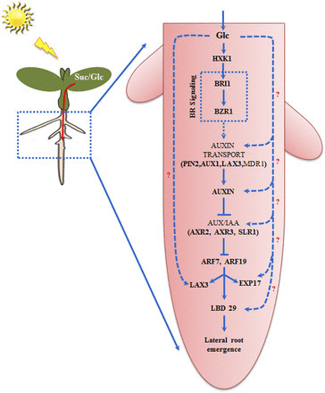 Brassinosteroid biosynthesis