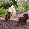 Education canine, comportement canin