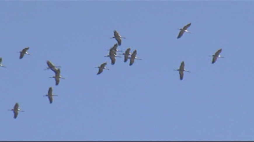 Le départ des grues cendrées, premier signe du retour du printemps | Les oiseaux au gré du vent