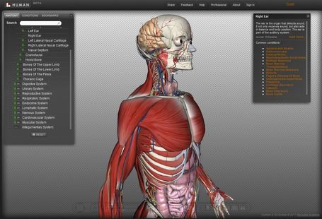 Biodigital Human: explorar el cuerpo humano en 3D | Salud Social Media | Scoop.it