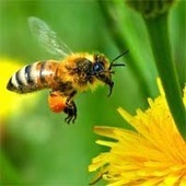 Pesticide Kills Over 100 Billion Honey Bees&hellip;Who&rsquo;s Responsible? | FoodiesColorado mostly in the kitchen | Scoop.it