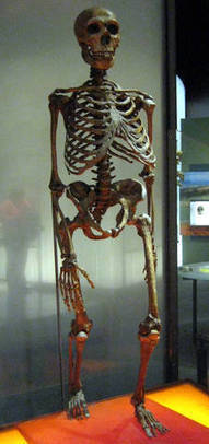 L'Homme de N&eacute;andertal a disparu... parce qu'il nous &eacute;tait proche - Futura Sciences | pleistocene | Scoop.it
