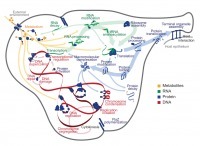 Programming playground: A whole-cell computational&nbsp;model | Social Foraging | Scoop.it