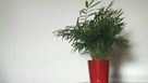 How to Detox Your House with Plants Video | Howcast.com | Garden Spot | Scoop.it