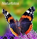 Naturfotos begeistern | Moor | Scoop.it