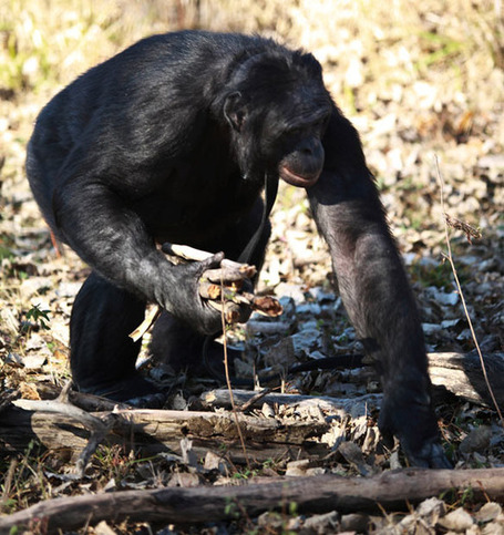 Amazing photos of Kanzi the bonobo lighting a fire and cooking a meal - Telegraph | Prehistoric Archaeology & Human Evolution | Scoop.it