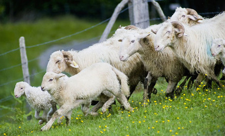 L'Agneau de Lait des Pyr&eacute;n&eacute;es lance son IGP &agrave; Paris - Aqui.fr | BIENVENUE EN AQUITAINE | Scoop.it