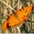 img_BIODIVERSITE AU JARDIN