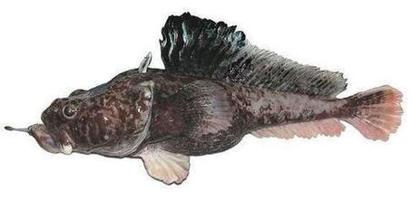 Meet the hopbeard plunderfish -- he's new here | Strange days indeed... | Scoop.it