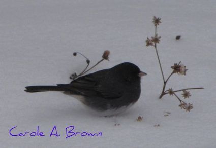 Caring for Birds in the Winter Wildlife Garden | 100 Acre Wood | Scoop.it