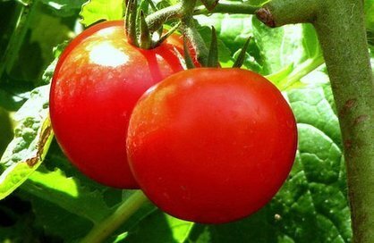 The Secrets of Tasty Tomatoes Discovered - Can Commercial Tomato Flavor be Fixed? | Vertical Farm - Food Factory | Scoop.it