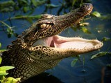 Croc Jaws More Sensitive Than Human Fingertips | Biodiversity IS Life -- Conservation,Ecosystems,Wildlife,Rivers,Water,Forests | Scoop.it
