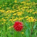 Biodiversity data gaps 'need bridging' to meet global targets - SciDev.Net | my universe | Scoop.it