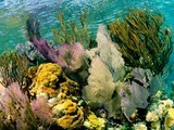 Lighthouse Reef Picture-National Geographic Photo of the Day | Belize in Social Media | Scoop.it
