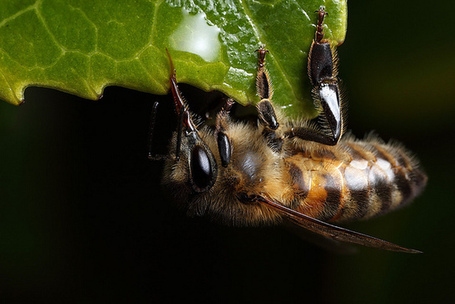 Honey bee #2 | Flickr&nbsp;: partage de photos&nbsp;! | Colony Collapse Disorder | Scoop.it