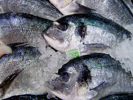 L'accord sur les quotas de p&ecirc;che europ&eacute;ens d&eacute;&ccedil;oit - zegreenweb | Chronique d'un pays o&ugrave; il ne se passe rien... ou presque ! | Scoop.it