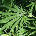 A Sitting NY Supreme Court Judge With Cancer Makes A Plea For Medical Marijuana &laquo; AlterPolitics | Health Supreme | Scoop.it