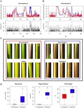 PLOS Genetics: The Genomic Signature of Crop-Wild Introgression in Maize | Ethnobotany: plants and people | Scoop.it