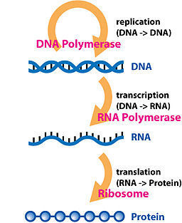 Synthetic biology challenges long-held hypotheses in translation, codon bias and transcription - Forster - 2012 - Biotechnology Journal - Wiley Online Library | SynBioFromLeukipposInstitute | Scoop.it