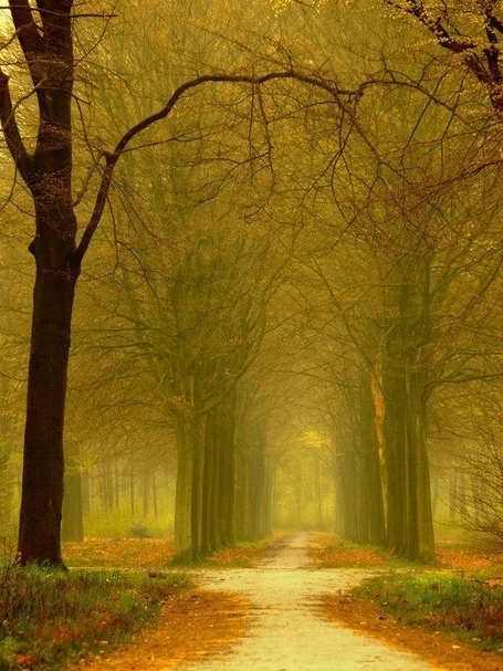 Splendid Forest Photography ( Lars Van De Goor ) | Photographie - Techniques et images | Scoop.it