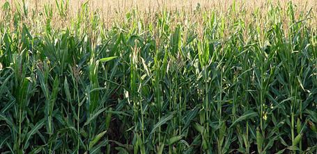 Corn Conundrum | NC State University Abstract | North Carolina Agriculture | Scoop.it