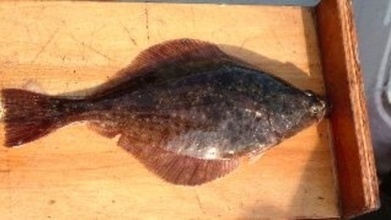 Feminization of Male Fish Begins With Us: A Side Effect Of Emerging Pesticide/Chemical Contaminants | YOUR FOOD, YOUR HEALTH: Latest on BiotechFood, GMOs, Pesticides, Chemicals, CAFOs, Industrial Food | Scoop.it