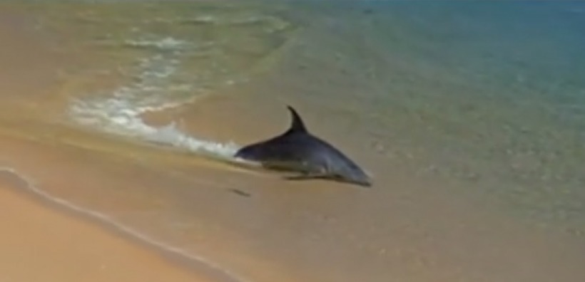 VIDEO. Les dauphins sont des chasseurs hors-pair