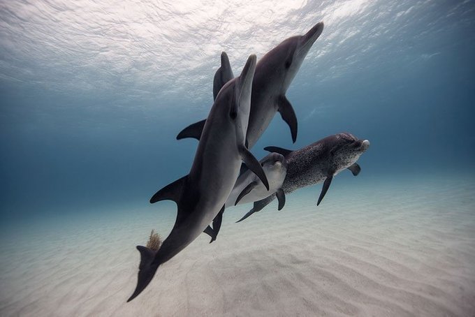 Les magnifiques photographies d'animaux marins de Jorge Hauser