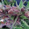 This Week in Medical Marijuana