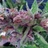 img_This Week in Medical Marijuana
