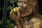 Erratic Environment May Be Key to Human Evolution | Archaeology News | Scoop.it