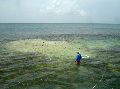 Seagrass carbon sinks fast disappearing: study | In Deep Water | Scoop.it