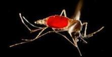 Transgene insects: Scientists call for more open data | Health Supreme | Scoop.it