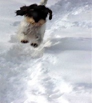 Awakenings: Winter Awakenings - Dogs in the snow | enjoy yourself | Scoop.it