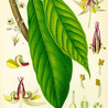 Emerging Research in Plant Cell Biology