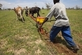 La Zambie d&eacute;veloppe son agriculture de conservation avec la FAO | Questions de d&eacute;veloppement ... | Scoop.it