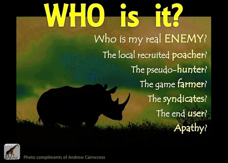 Who is the Rhinos' REAL Enemy? | What's Happening to Africa's Rhino? | Scoop.it