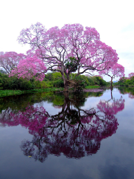 The Pi&uacute;va is a tree native to the Atlantic Forest in Brazil | My Photo | Scoop.it