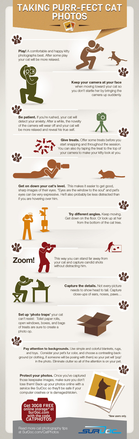 7 Steps to Taking Purfect Cat Photos [INFOGRAPHIC] | EPIC Infographic | Scoop.it