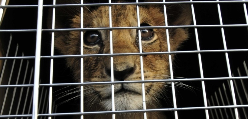 Le Liban adopte de nouvelles mesures pour la protection des animaux sauvages