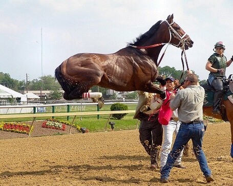 Quel saut ! | Courses hippiques | Scoop.it