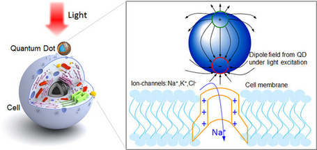 Activating neurons with quantum dots | KurzweilAI | The virtual life | Scoop.it