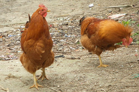 Can China's poultry move out of pork's shadow? - Farming UK | Vertical Farm - Food Factory | Scoop.it