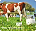 Owners of now-defunct Morningland Dairy speak out against rogue police state that illegally destroyed their family farm | MN News Hound | Scoop.it