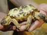 Two-Headed Tortoise Takes The Spotlight In Ukraine (PHOTO, VIDEO) | Creative Apple | Scoop.it